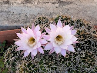 Fiori di cactus ... a novembre