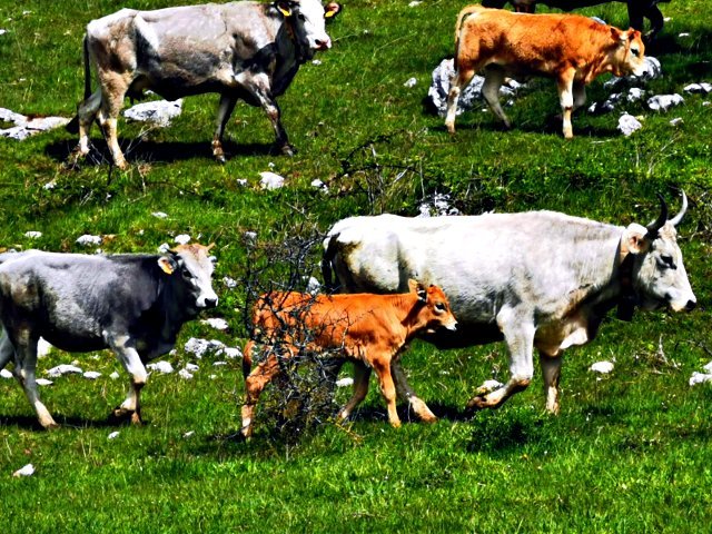 Piccola mandria di mucche vicino alla Croce dell'Abetina