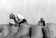 Il grano nei sacchi (1)